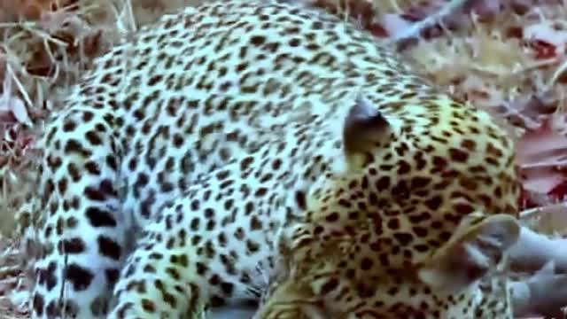 Leopards hunt