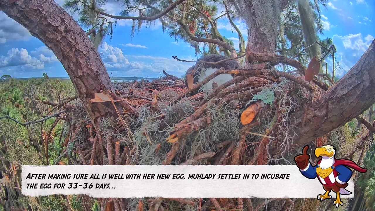 1st Bald Eagle EGG of the Season! 11/2/2022 - CONGRATZ Muhlady and Pepe! 🦅SuperBeaks 🦅Exclusive!