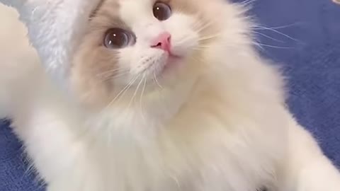 Cute cat