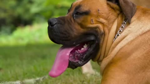 Aggressive Boerboel