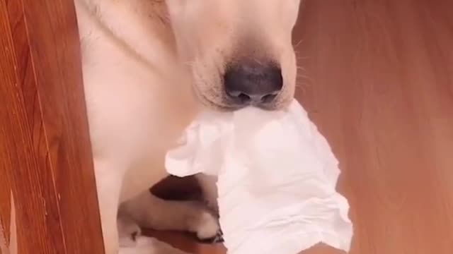 Funny Dog Videos 🐶