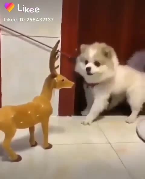 Dear cat dog funny and cute