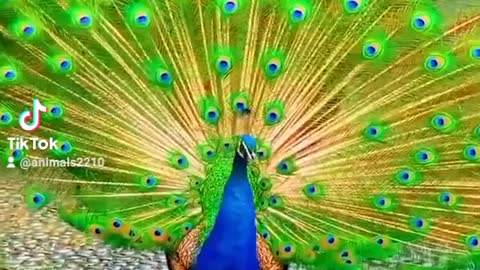 peacock