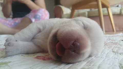 labrador baby dog!