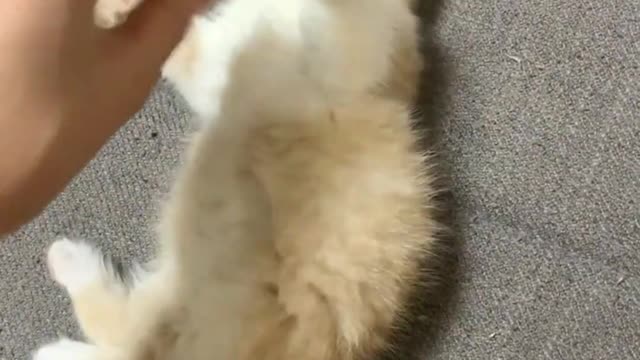 A Fluffy Kitten Ball Cuteness