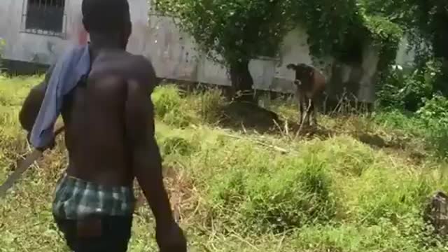 DWFLMAO guy approaches cow with red bucket