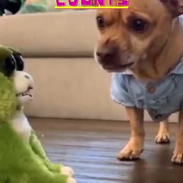 Kittys and Doggys in training for the world championships