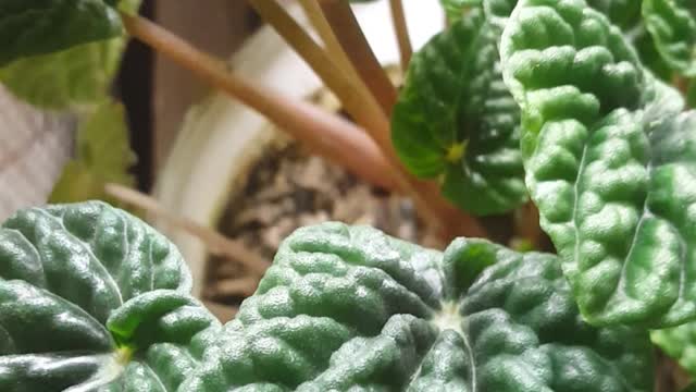 very beautiful to keep in my room