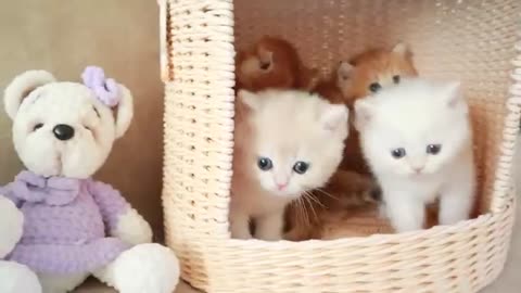 Funny baby kittens