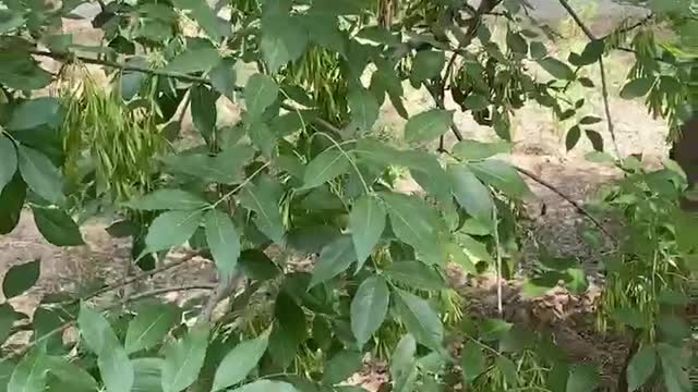 fruit on green plant