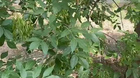 fruit on green plant