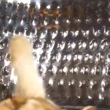 Wash the cat 🤣🤣🤣