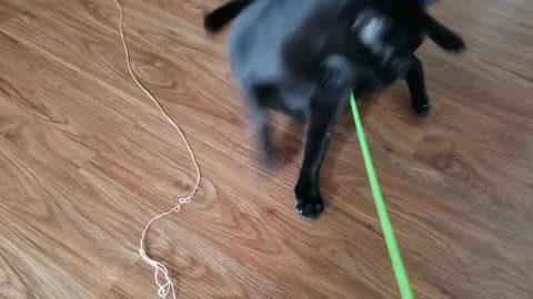 20240830 105029 Tux Playing with Bugless Stick and Expiring Bug Toy