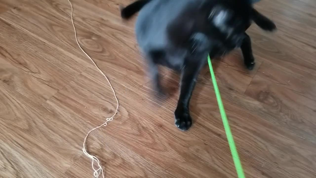 20240830 105029 Tux Playing with Bugless Stick and Expiring Bug Toy