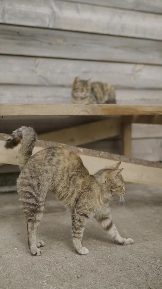 Cat A Video of a Cat Yawning ·