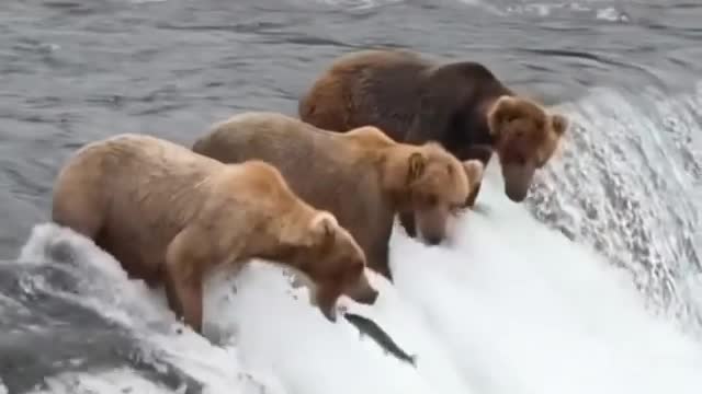 Bears catching fish !