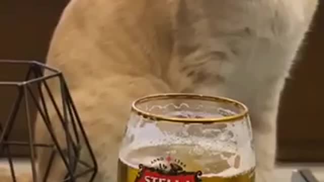 Smiles ~cat that helps with game