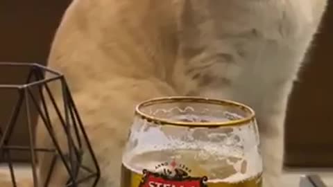 Smiles ~cat that helps with game