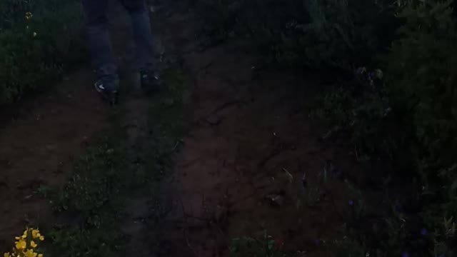 Walk the jungle