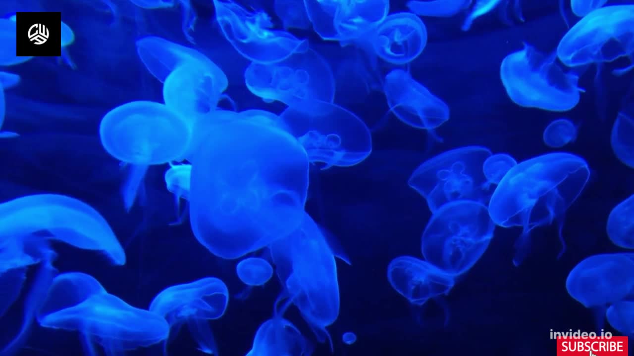 🎵 Amazing Jellyfish swimming underwater - pretty ocean creatures - relaxing ocean sounds