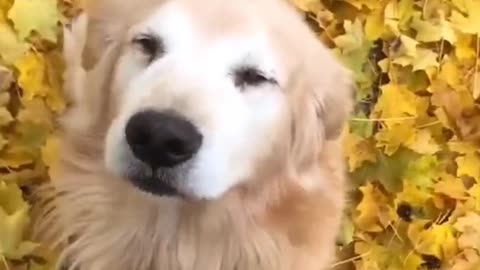 HAPPY DOG▐ TIKTOK