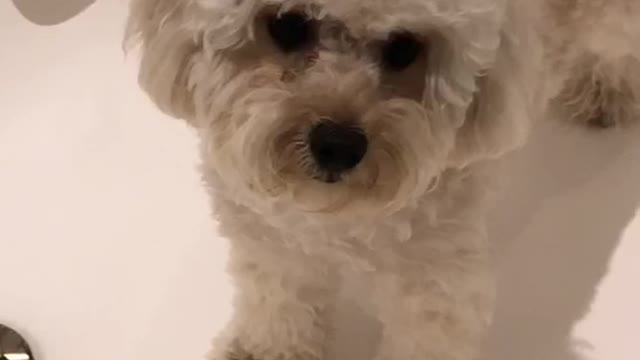 My cute puppy in the hotel bathroom