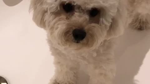 My cute puppy in the hotel bathroom