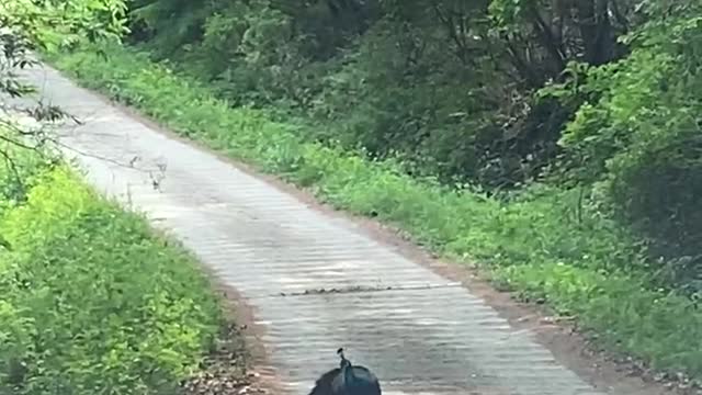 peacock walking in the mountain