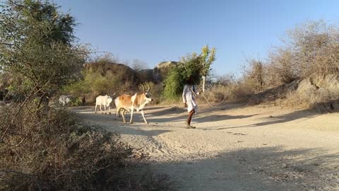 Man carrying branches and cows passing down the sandy road in Jodhpur