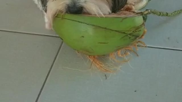 My dog ​​eating coconut!