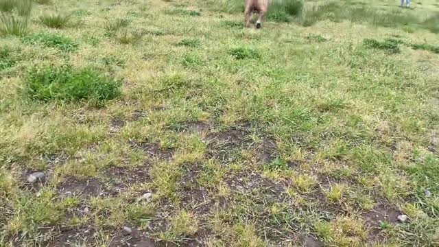 Pitbull vs German Shepherd, Who Would Win Lets Find Out