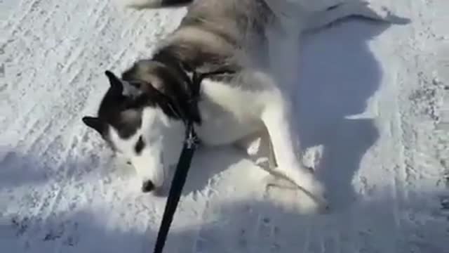 Husky don't want to walk