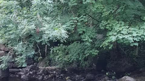 Dartmeat. River Dart. Dartmoor. August 2022