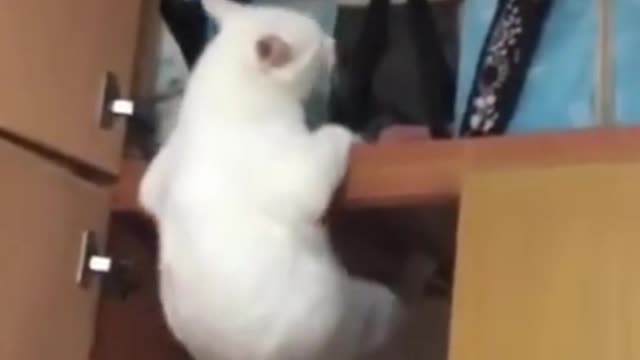 The cat could not get up even after trying hard