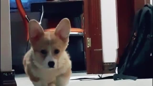 My corgi when he grows up #korgi #animals #animals #dog #voiceeffects #dogs #walk #corgi