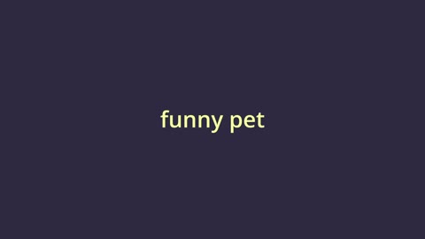 funny pet