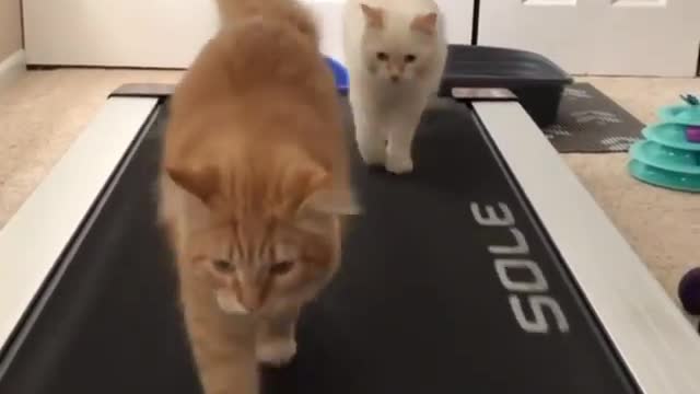 Funny cats walking on the treadmill