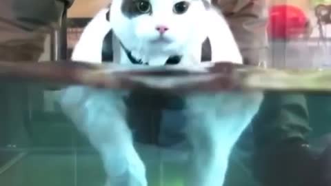 Funny and Cute Cats Videos #64 │ Gadis Sekarwangi