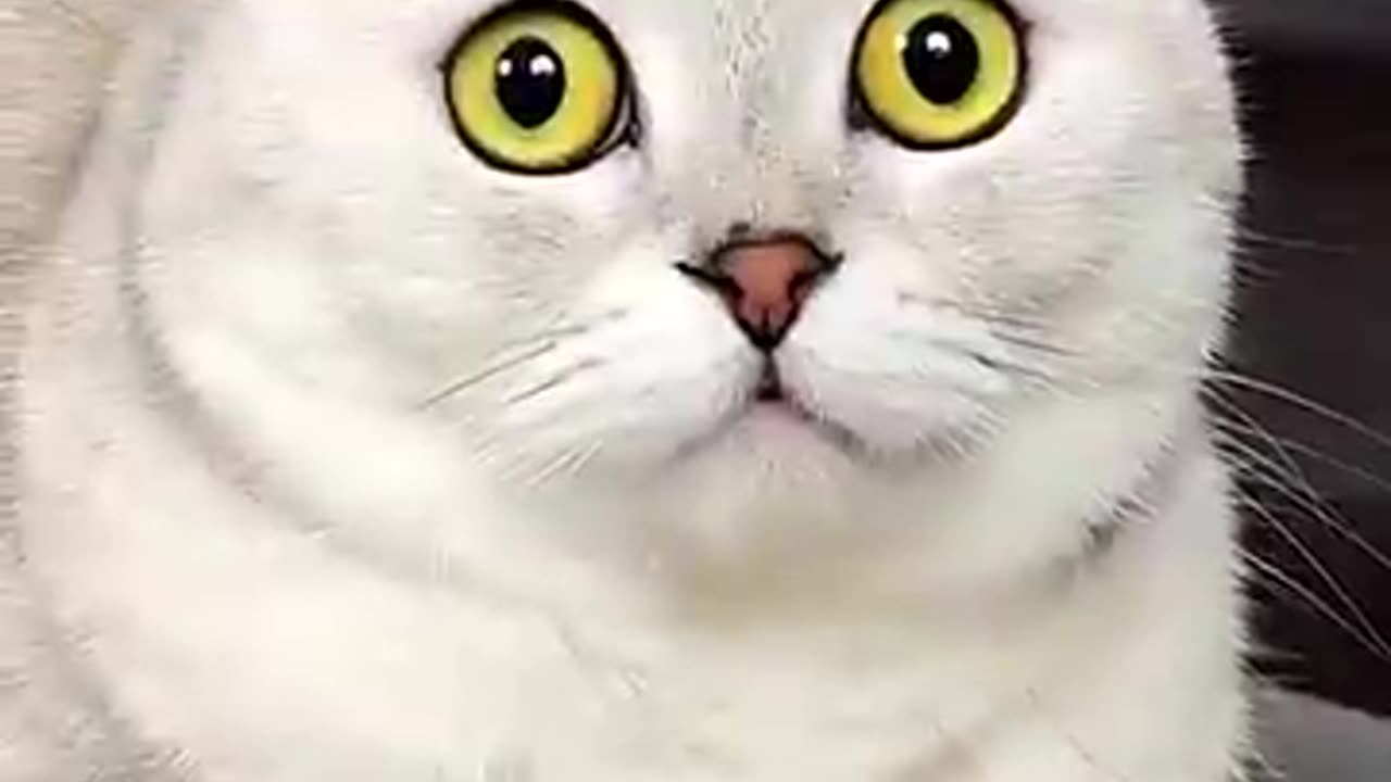 Funny cat reaction when fear #funny video. 😂😂😂