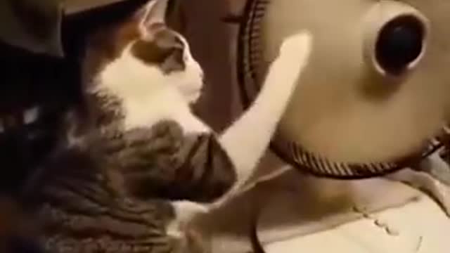 look at the cat's ability with the fan turning