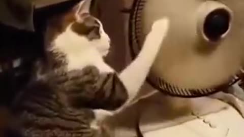look at the cat's ability with the fan turning