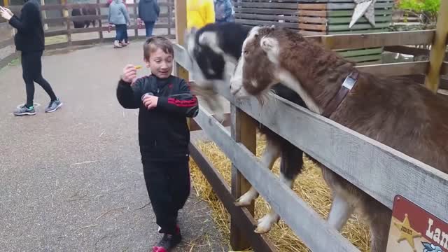 Try Not To Laugh Funniest Baby at the Zoo | Funny Animals Reaction