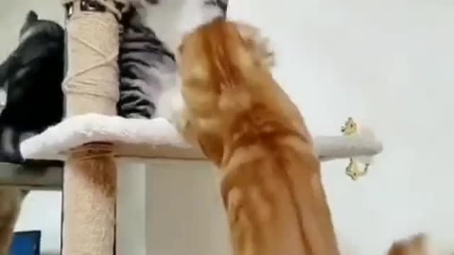 FUNNY BROTHER AND BROTHER FIGHTING