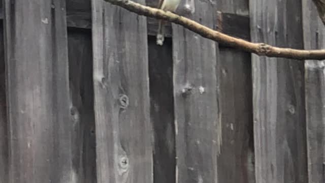 #Back Yard Birds Hawai’i Red Whiskered Bulbul & Mejiro