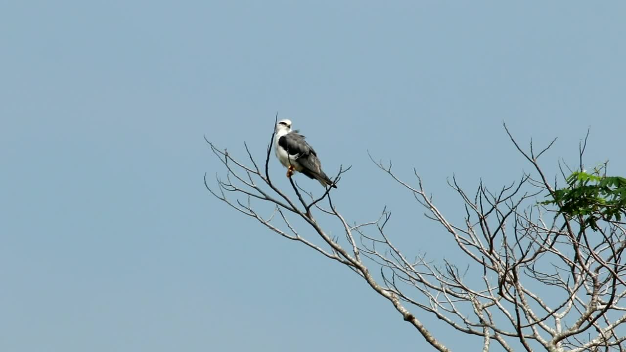 Kite high up in a tree