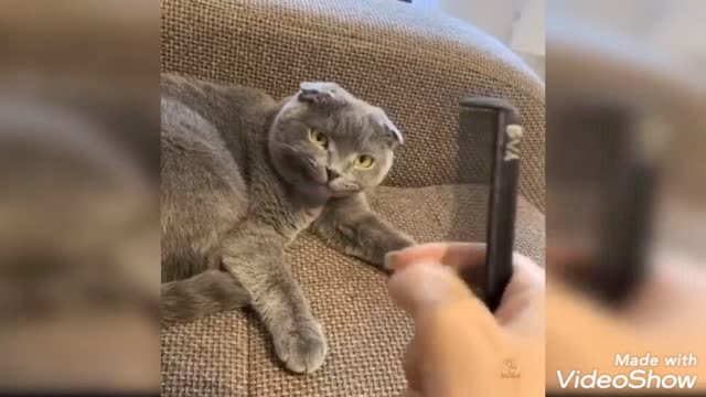 Cute cats videos , funny and sacred look