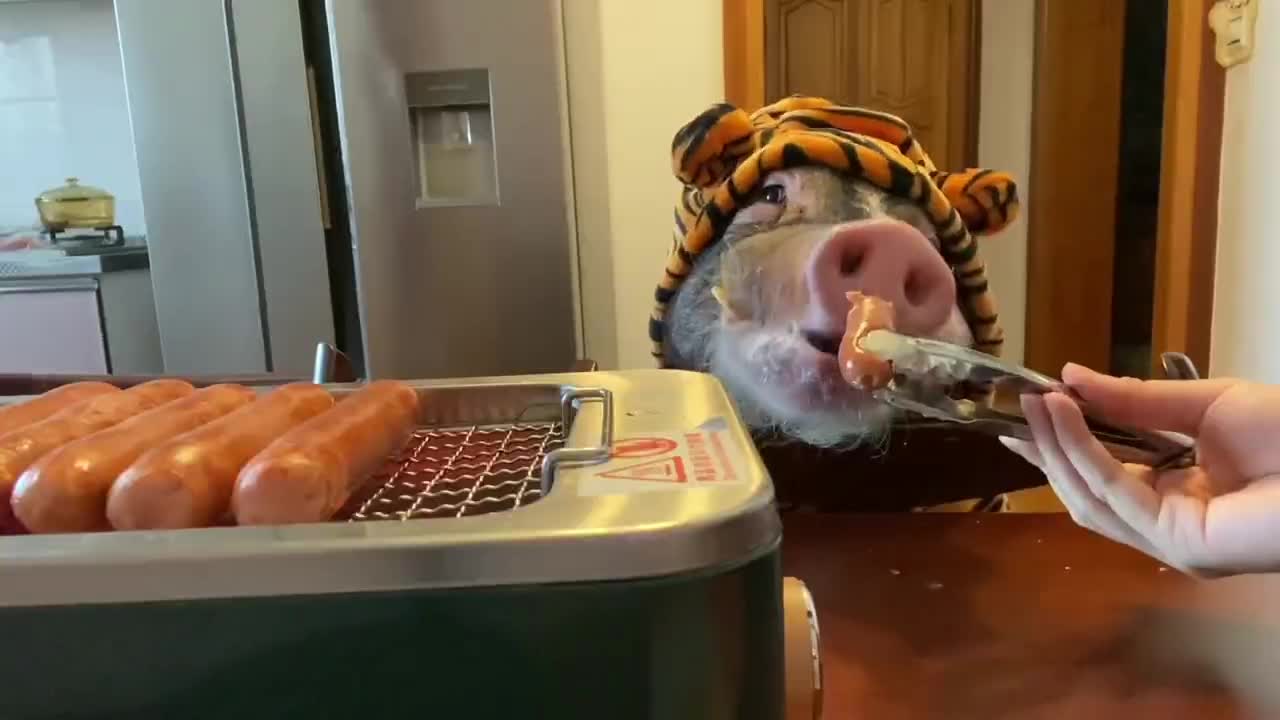 Happy little pig