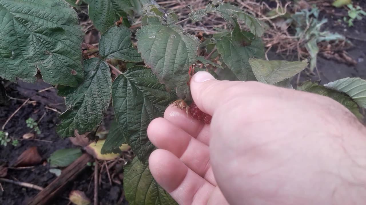 On November 16th the raspberries will ripen