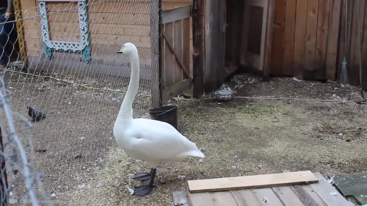 Animals Reunited With Owners After Years !