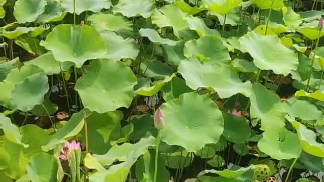 The lotus flower that has just leaked its sharp corners is budding